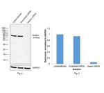 Moesin Antibody in Western Blot (WB)