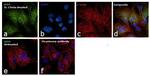 iNOS Antibody in Immunocytochemistry (ICC/IF)