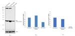 NPM1 Antibody