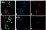 PAX5 Antibody