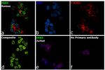 PAX5 Antibody in Immunocytochemistry (ICC/IF)