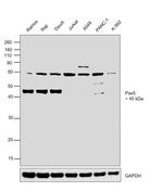 PAX5 Antibody in Western Blot (WB)