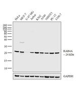 Rab4 Antibody in Western Blot (WB)