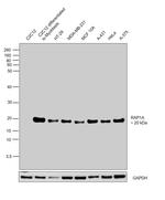 RAP1A Antibody