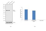 RPA70 Antibody