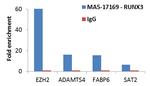 RUNX3 Antibody in ChIP Assay (ChIP)