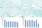 Somatostatin Antibody in Immunohistochemistry (Paraffin) (IHC (P))