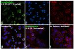 Somatostatin Antibody in Immunocytochemistry (ICC/IF)