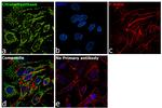 Citrate Synthase Antibody in Immunocytochemistry (ICC/IF)