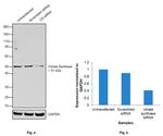 Citrate Synthase Antibody