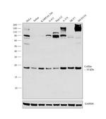 Cofilin Antibody in Western Blot (WB)