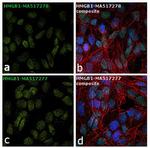 HMGB1 Antibody