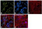 HMGB1 Antibody in Immunocytochemistry (ICC/IF)