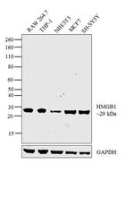 HMGB1 Antibody in Western Blot (WB)