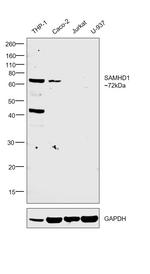 SAMHD1 Antibody in Western Blot (WB)