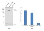 ADAR Antibody in Western Blot (WB)