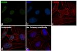 NuMA Antibody in Immunocytochemistry (ICC/IF)