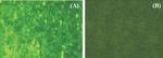 Dengue Virus Type 2 NS5 Antibody in Immunocytochemistry (ICC/IF)