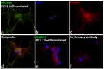 SNAP25 Antibody in Immunocytochemistry (ICC/IF)