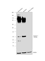 Syntaxin 1 Antibody in Western Blot (WB)