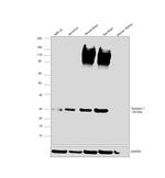 Syntaxin 1 Antibody in Western Blot (WB)