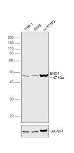 ENO1 Antibody in Western Blot (WB)