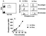 TCR DO11.10 Antibody in Flow Cytometry (Flow)