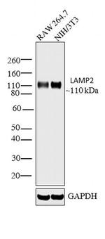 LAMP2 Antibody in Western Blot (WB)