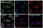 TGF beta-1 Antibody in Immunocytochemistry (ICC/IF)