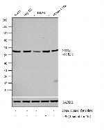 NOX2 Antibody