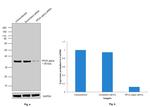 PP2A alpha Antibody