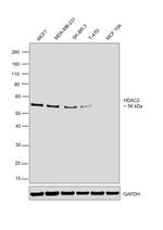 HDAC2 Antibody