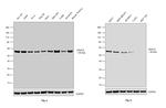 HDAC2 Antibody in Western Blot (WB)