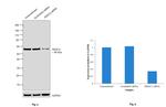 HDAC2 Antibody in Western Blot (WB)