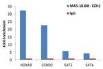 EZH2 Antibody in ChIP Assay (ChIP)