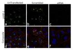 LAMP1 Antibody