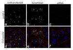 LAMP1 Antibody in Immunocytochemistry (ICC/IF)