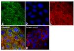 Cytokeratin Pan Antibody in Immunocytochemistry (ICC/IF)