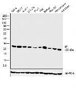 HP1 beta Antibody in Western Blot (WB)