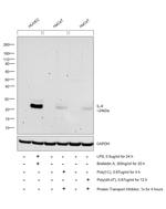 IL-6 Antibody in Western Blot (WB)