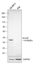 M-CSF Antibody