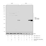 TNF alpha Antibody in Western Blot (WB)