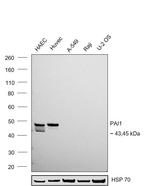 PAI1 Antibody