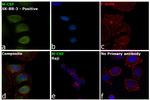 M-CSF Antibody in Immunocytochemistry (ICC/IF)