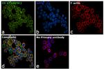 CD273 (B7-DC) Antibody in Immunocytochemistry (ICC/IF)