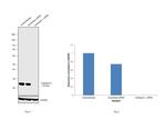 Cathepsin L Antibody