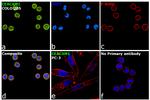 CEACAM1 Antibody