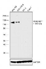 CEACAM1 Antibody in Western Blot (WB)