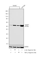 NAMPT Antibody in Western Blot (WB)