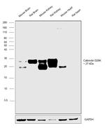 Calbindin D28K Antibody in Western Blot (WB)